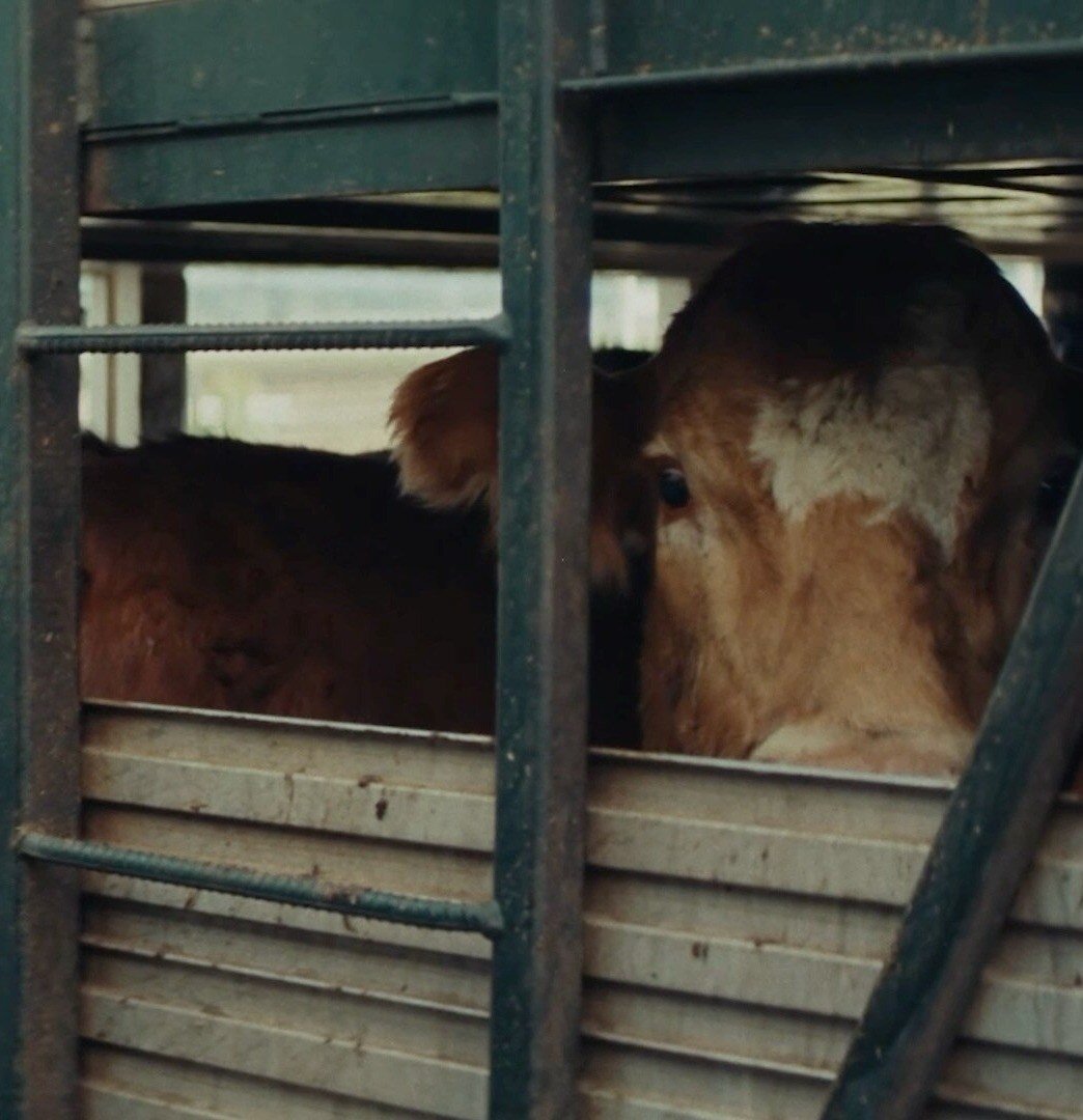 Cattle Truck-1 Cattle Truck-1